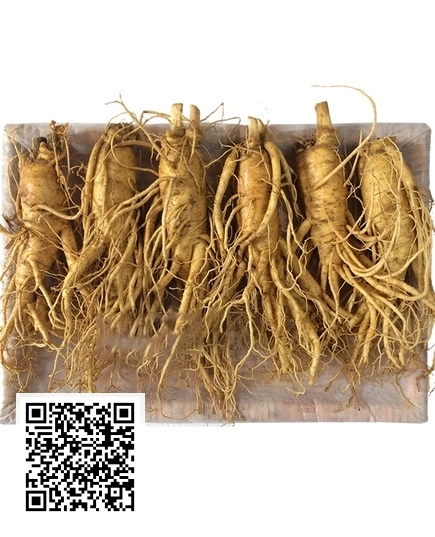 Nhân Sâm Tươi Hàn Quốc 6 củ/kg