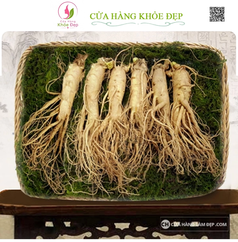 Nhân Sâm Tươi Hàn Quốc 6 củ/kg