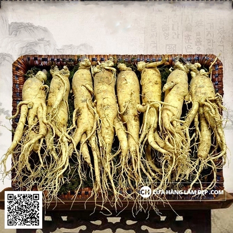 Nhân Sâm Tươi Hàn Quốc 8 củ/kg
