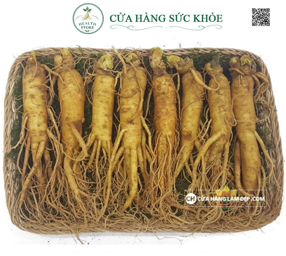 Nhân Sâm Tươi Hàn Quốc 8 củ/kg