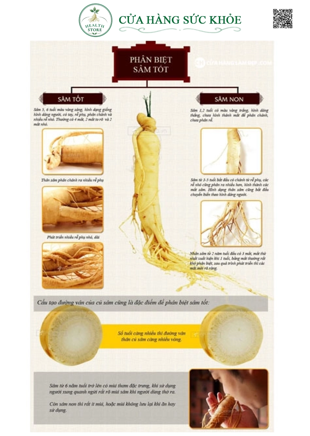Nhân Sâm Tươi Hàn Quốc 8 củ/kg