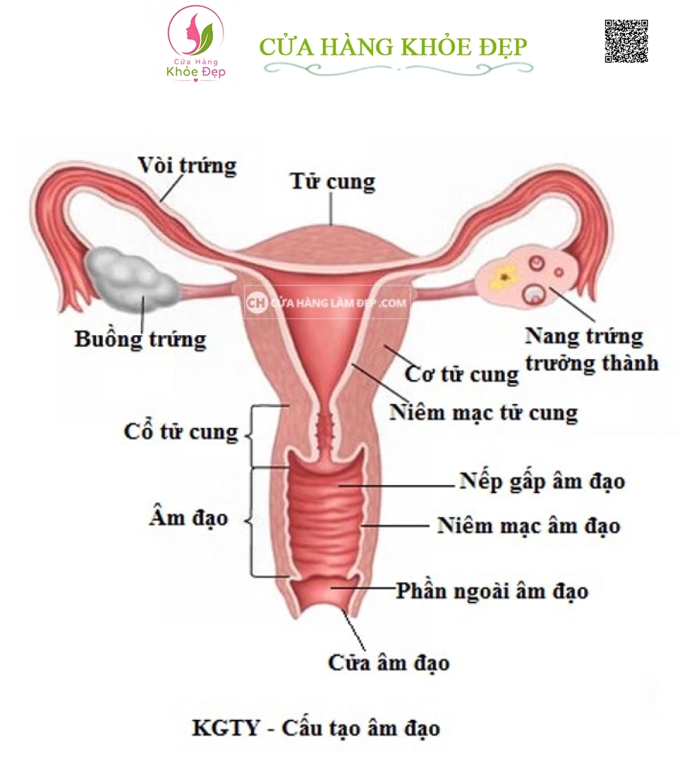 Kem Se Khít Vùng Kín PK24, Làm Săn Chắc Thu Nhỏ Đường Kính Vùng Kín của Mỹ