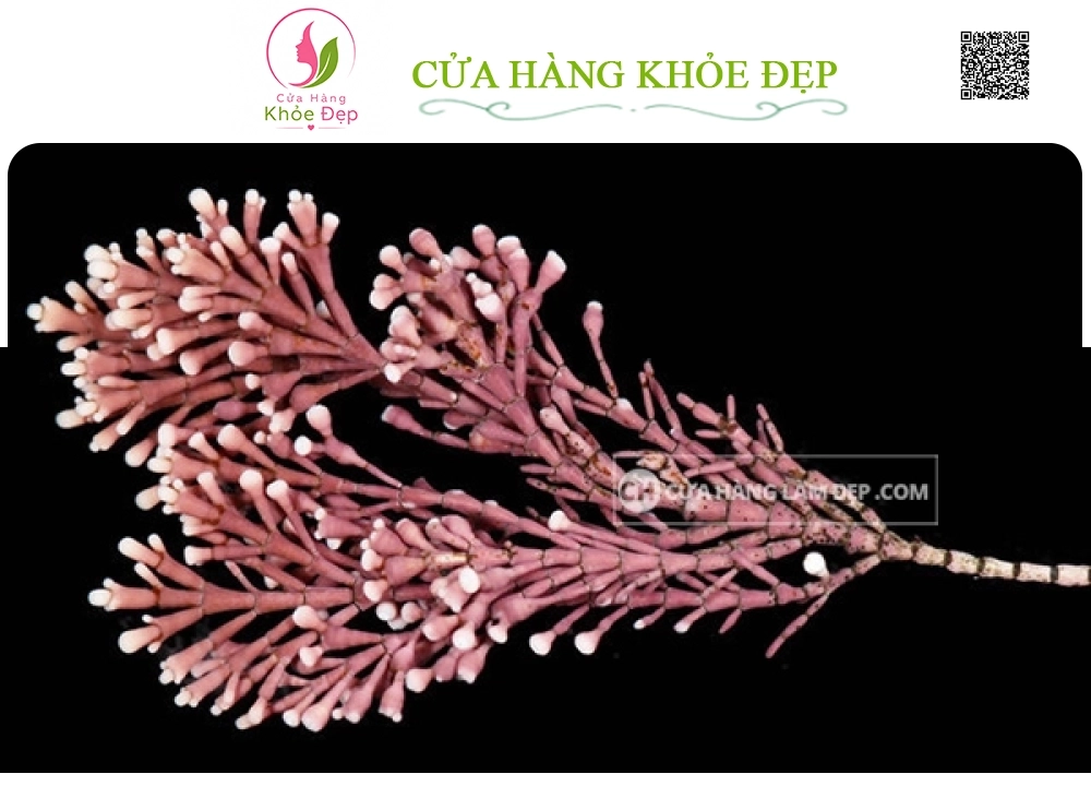 Kem Nâng Cơ Hỗ Trợ Ngừa Lão Hóa Ban Ngày Thalgo Lifting Correcting Day Cream