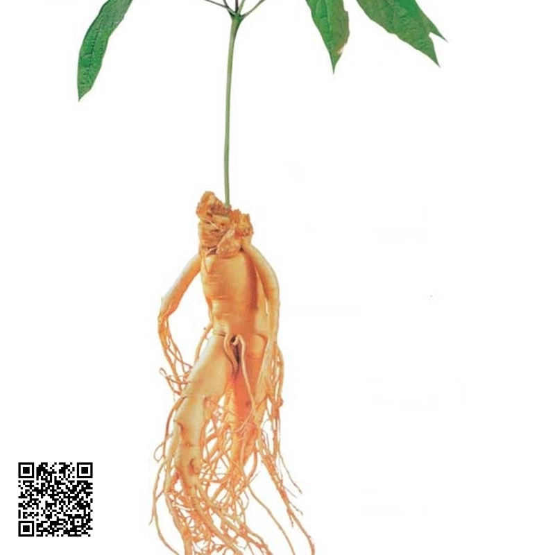Sâm Ngọc Linh 5 Củ
