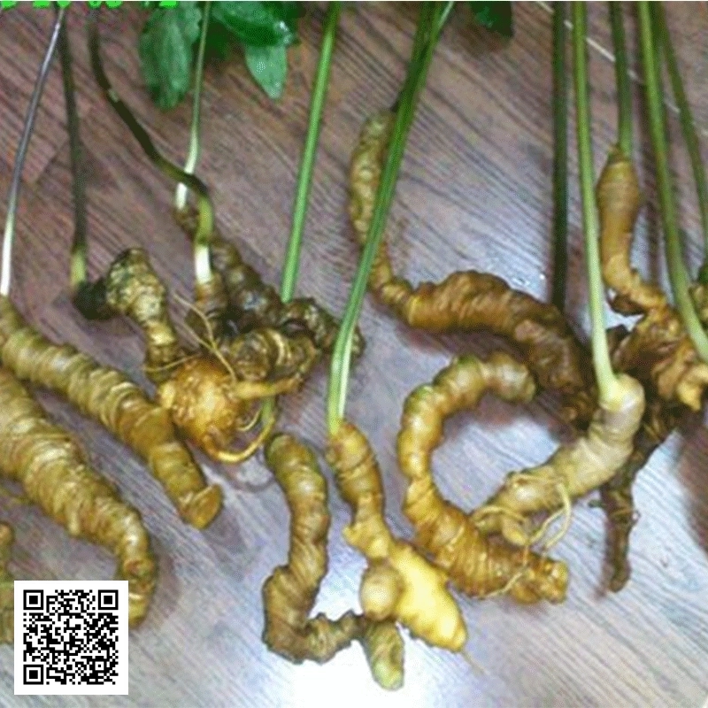Sâm Ngọc Linh 40 Củ